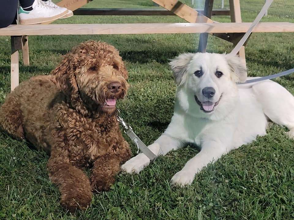 dogs